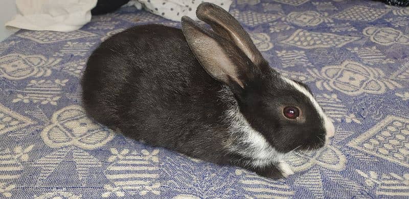11 Cute Rabbit Adults and Babies For Sale 0