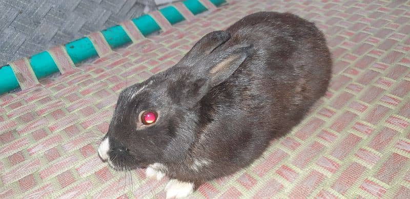 11 Cute Rabbit Adults and Babies For Sale 1
