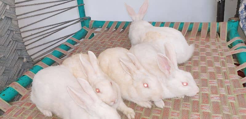11 Cute Rabbit Adults and Babies For Sale 2