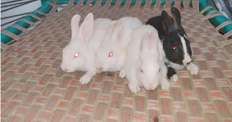 11 Cute Rabbit Adults and Babies For Sale 3