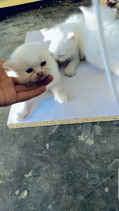 Persian kittens Seemi punch face extra long coated