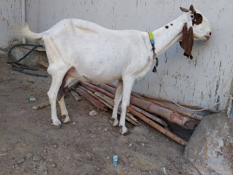 punjab cross white goat for sell urgent 0
