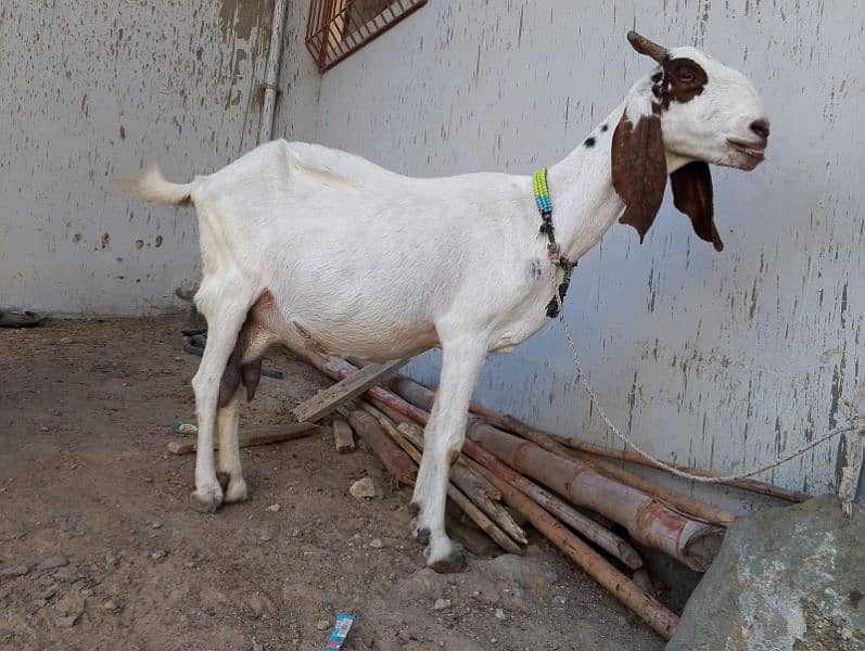 punjab cross white goat for sell urgent 1