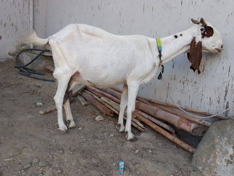 punjab cross white goat for sell urgent 2