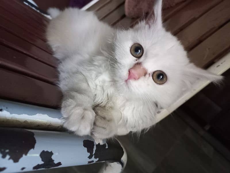Persian Cat For Sale 3