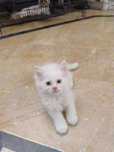 Persian cat / Kitten / Triple cort / cat for sale 10
