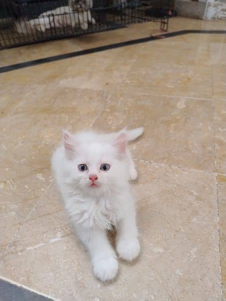 Persian cat / Kitten / Triple cort / cat for sale 11