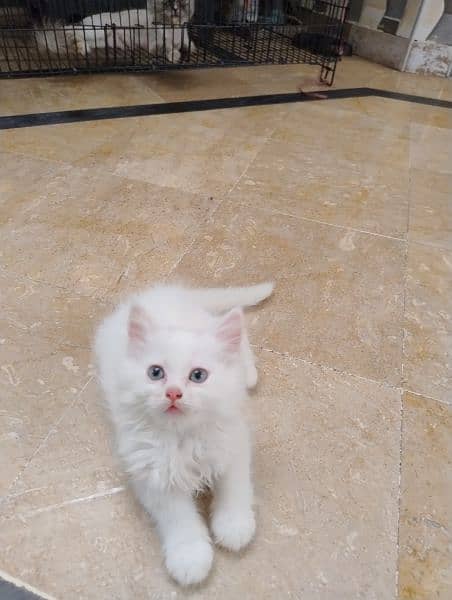 Persian cat / Kitten / Triple cort / cat for sale 12