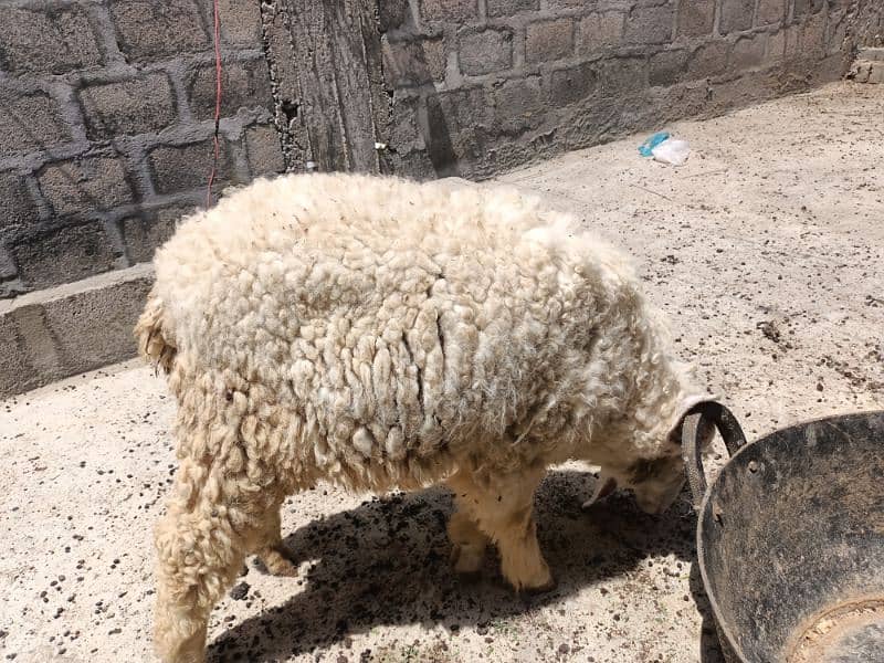 2 sheep  active hn mashallah bhot achy hnn 5