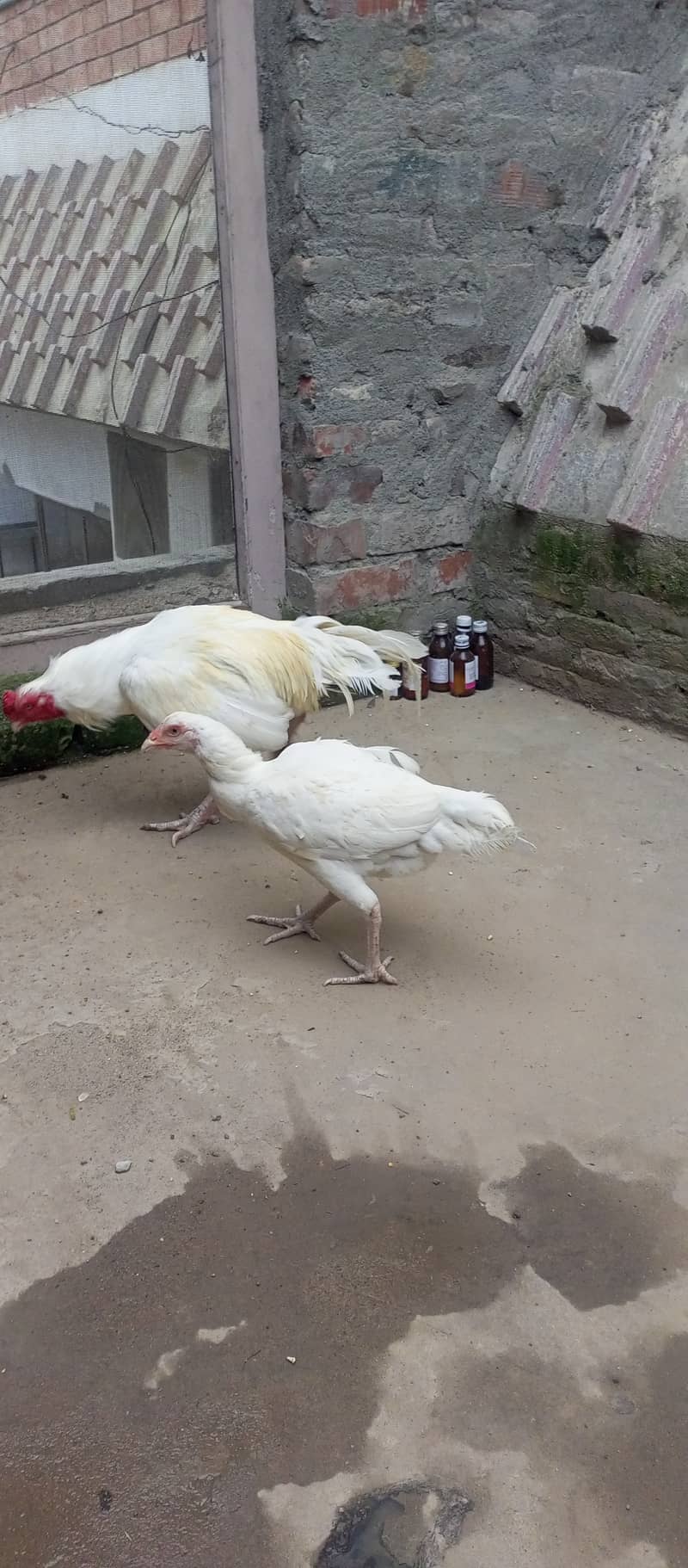 Top quality heera breeder pair for sale 2