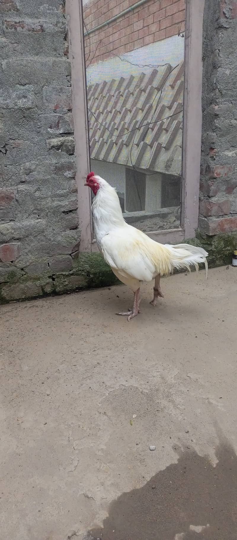 Top quality heera breeder pair for sale 6