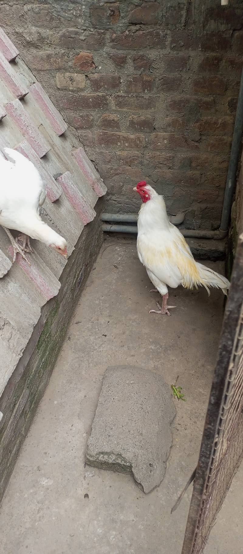 Top quality heera breeder pair for sale 7