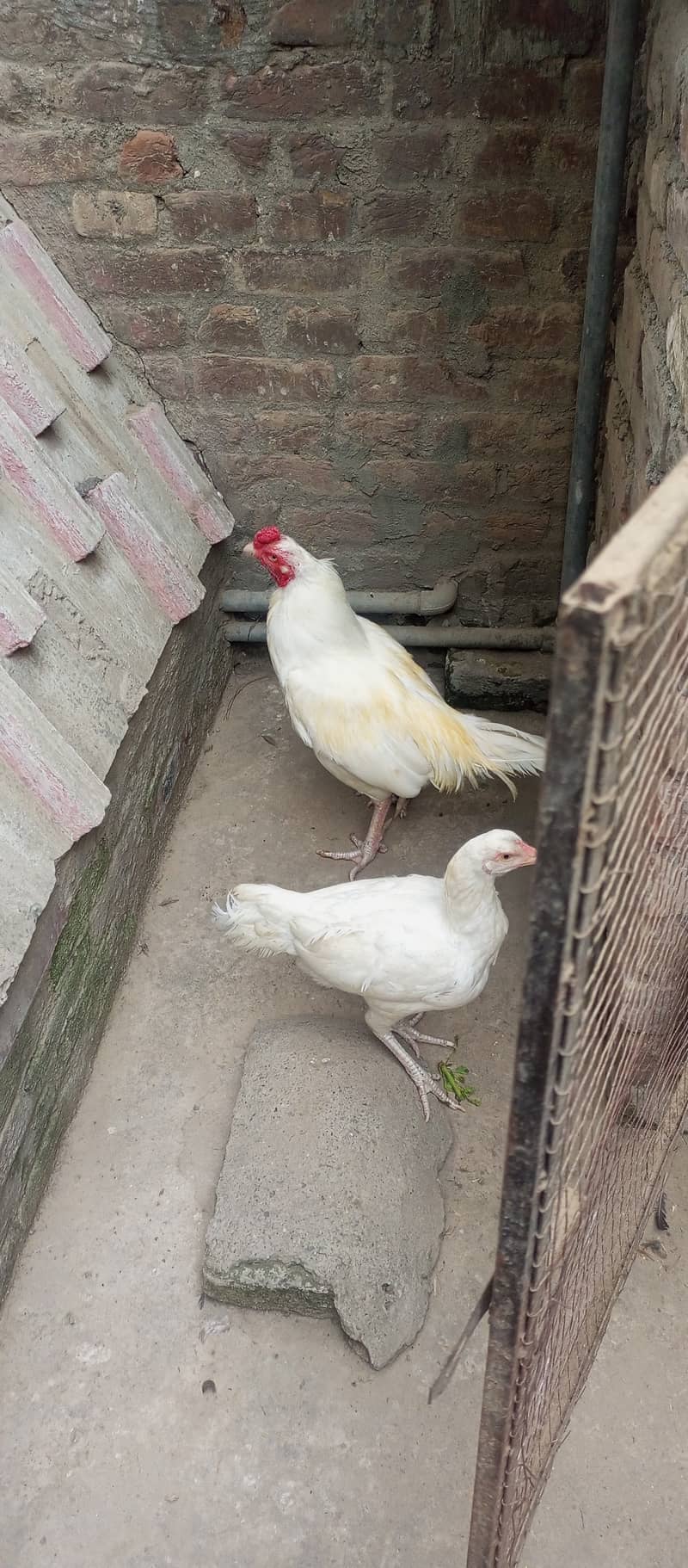 Top quality heera breeder pair for sale 8