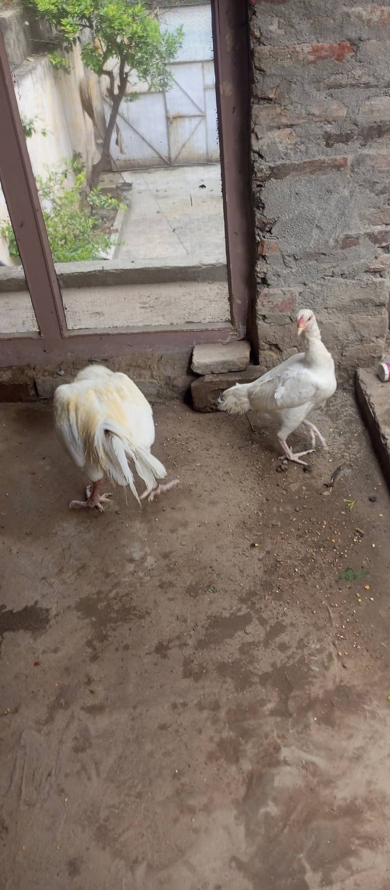 Top quality heera breeder pair for sale 10
