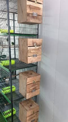 Selling 4 Pairs of Lovebird with new cage