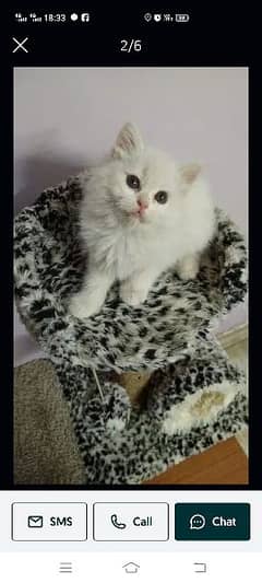 3 month parsion cat  final price 12000