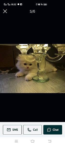 3 month parsion cat  final price 12000 1