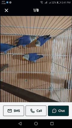 Blue fisri Breeder pair