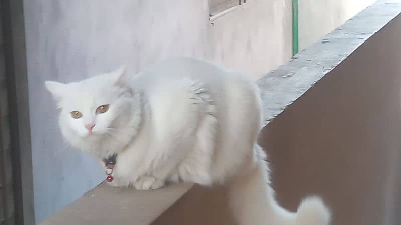 fully tamed cat active and friendly 3