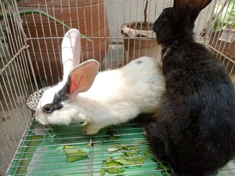 Rabbits for sale 2