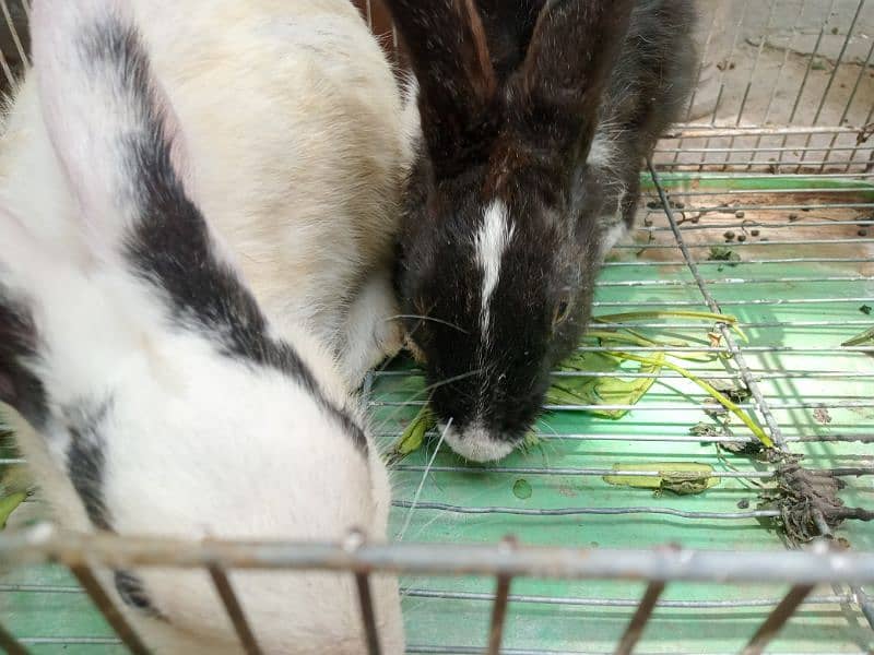 Rabbits for sale 3