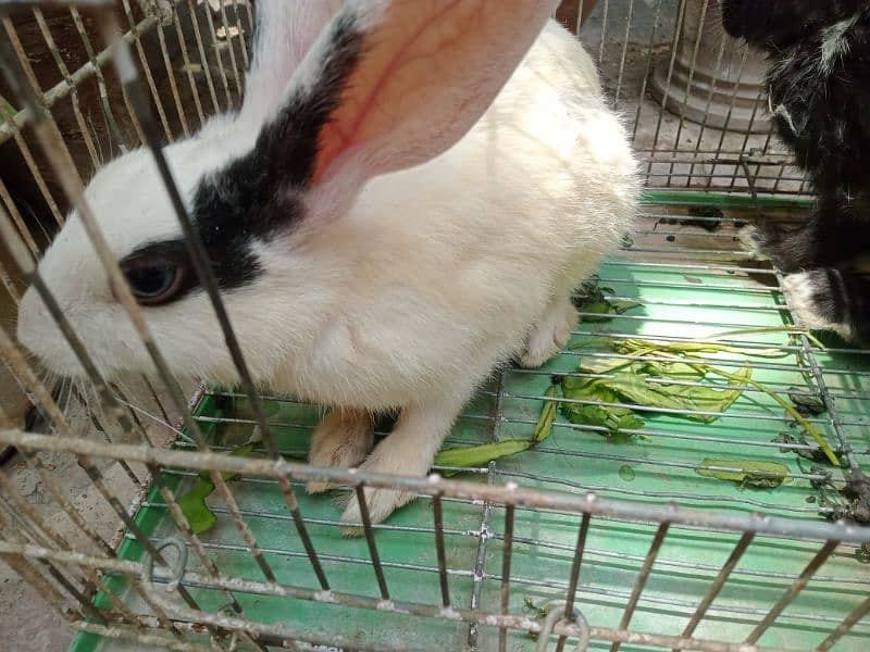 Rabbits for sale 4