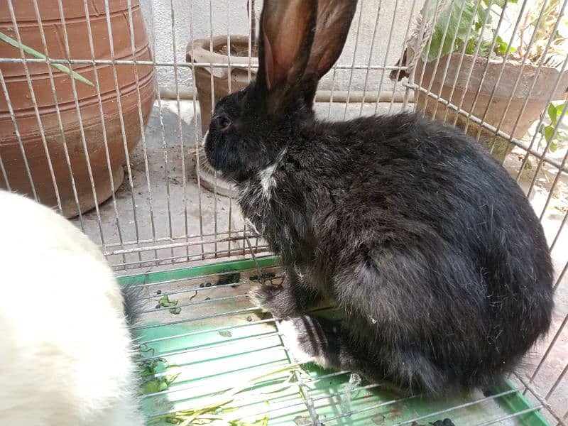 Rabbits for sale 5