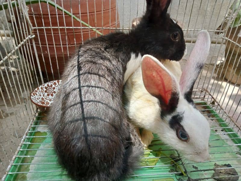 Rabbits for sale 6