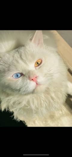 this cat male and two colour eyes one brown and one blue