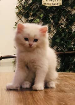 Beautiful lovely kitten for sell. . . .