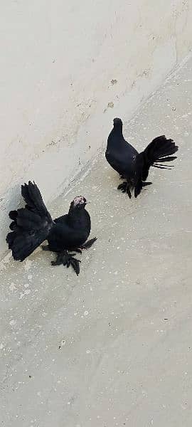 Singapuri Jet Black Chicks Pair 1