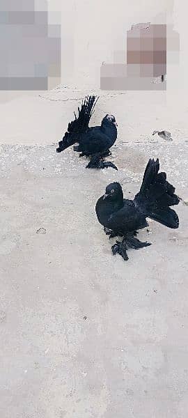 Singapuri Jet Black Chicks Pair 5