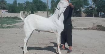 Rajanpuri Bakra For Sale +Call number03282741027)