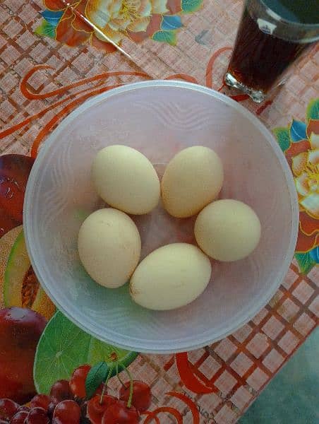 pecock eggs 4
