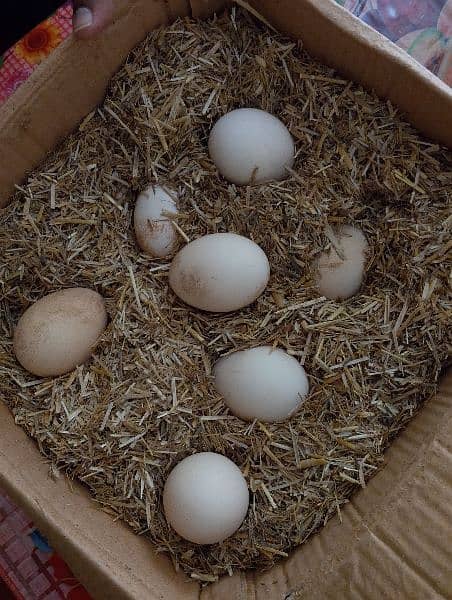 pecock eggs 5