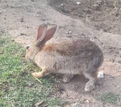 Rabit/Rabbit / Brown Breeder Babbit / Rabbit for sale