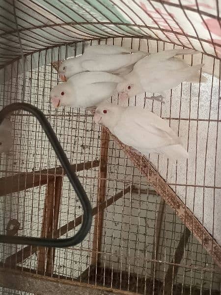 Albino Red Eye breeder 2