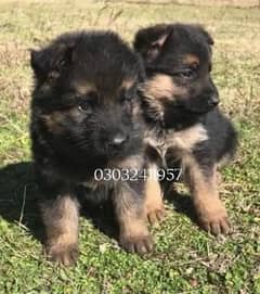 German shepherd puppies available male