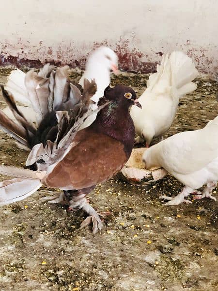pigeons for sale 4