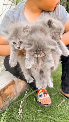 Persian pure tripple coat kitten