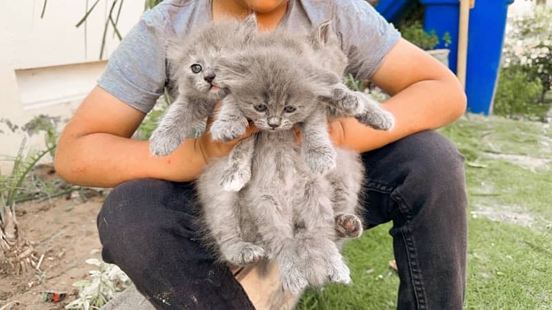 Persian pure tripple coat kitten 1
