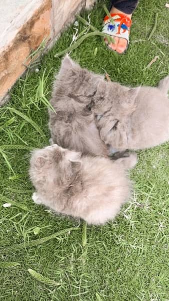 Persian pure tripple coat kitten 3