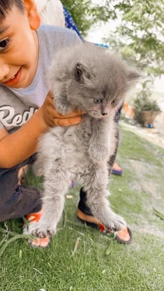 Persian pure tripple coat kitten 4
