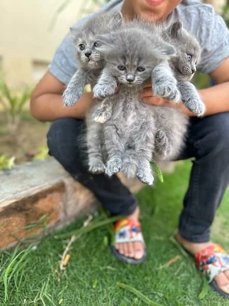 Persian pure tripple coat kitten 5
