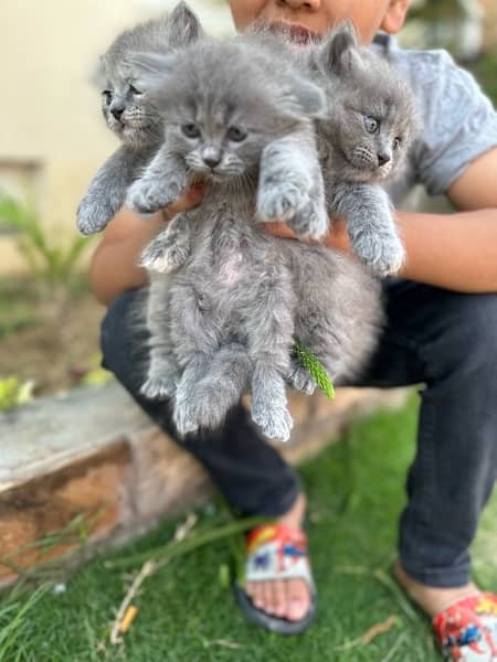 Persian pure tripple coat kitten 6