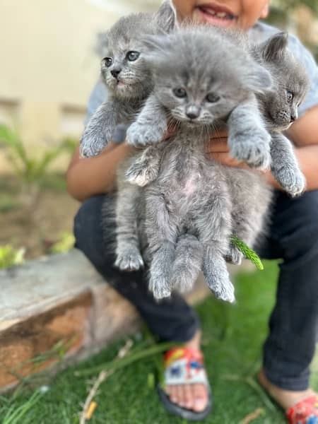 Persian pure tripple coat kitten 7