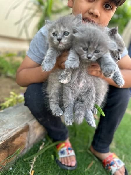Persian pure tripple coat kitten 8