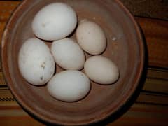 Aseel n duck eggs Fertilized