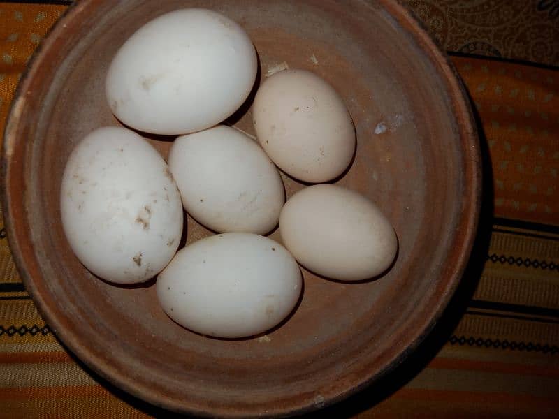 Aseel n duck eggs Fertilized 0