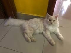 Adorable 6-Month-Old Male Persian Kitten for Sale!